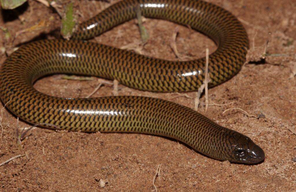 Image of Short-headed Legless Skink