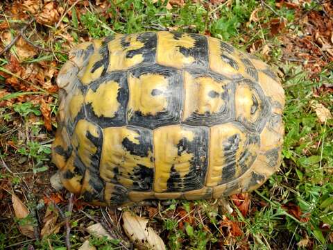 Image of Hermann’s Tortoise