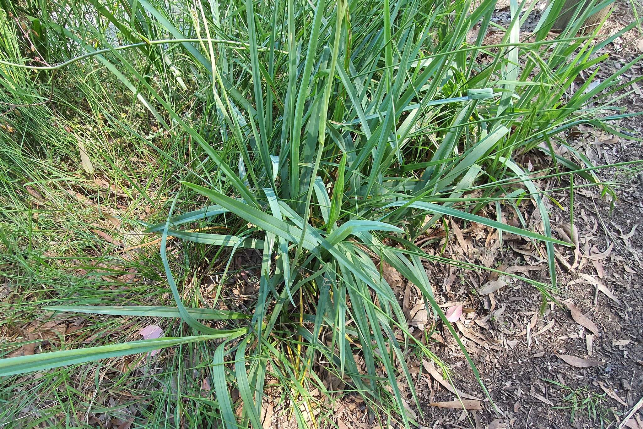 Image of Dianella amoena G. W. Carr & P. F. Horsfall