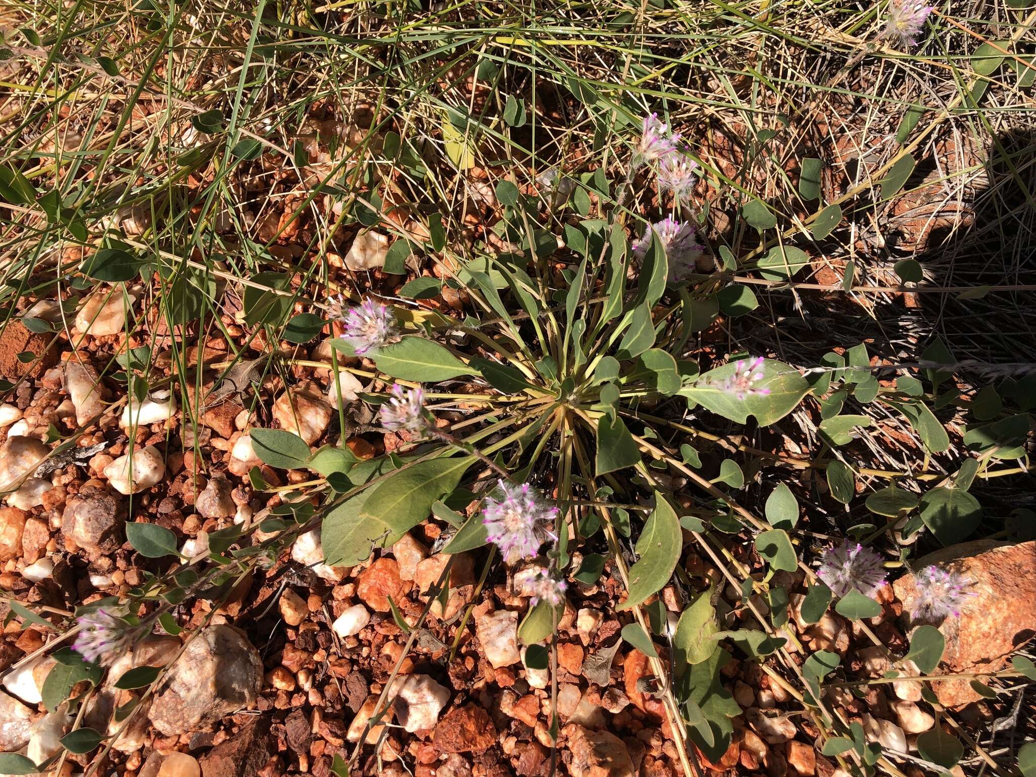 Image of Ptilotus axillaris (Benth.) F. Müll.