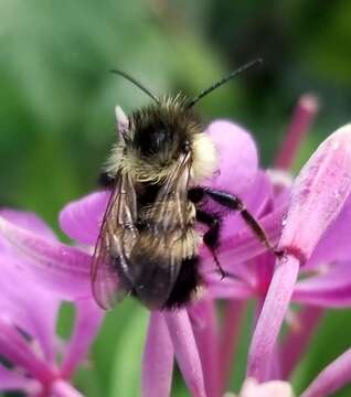 Imagem de Bombus vagans bolsteri Franklin 1913