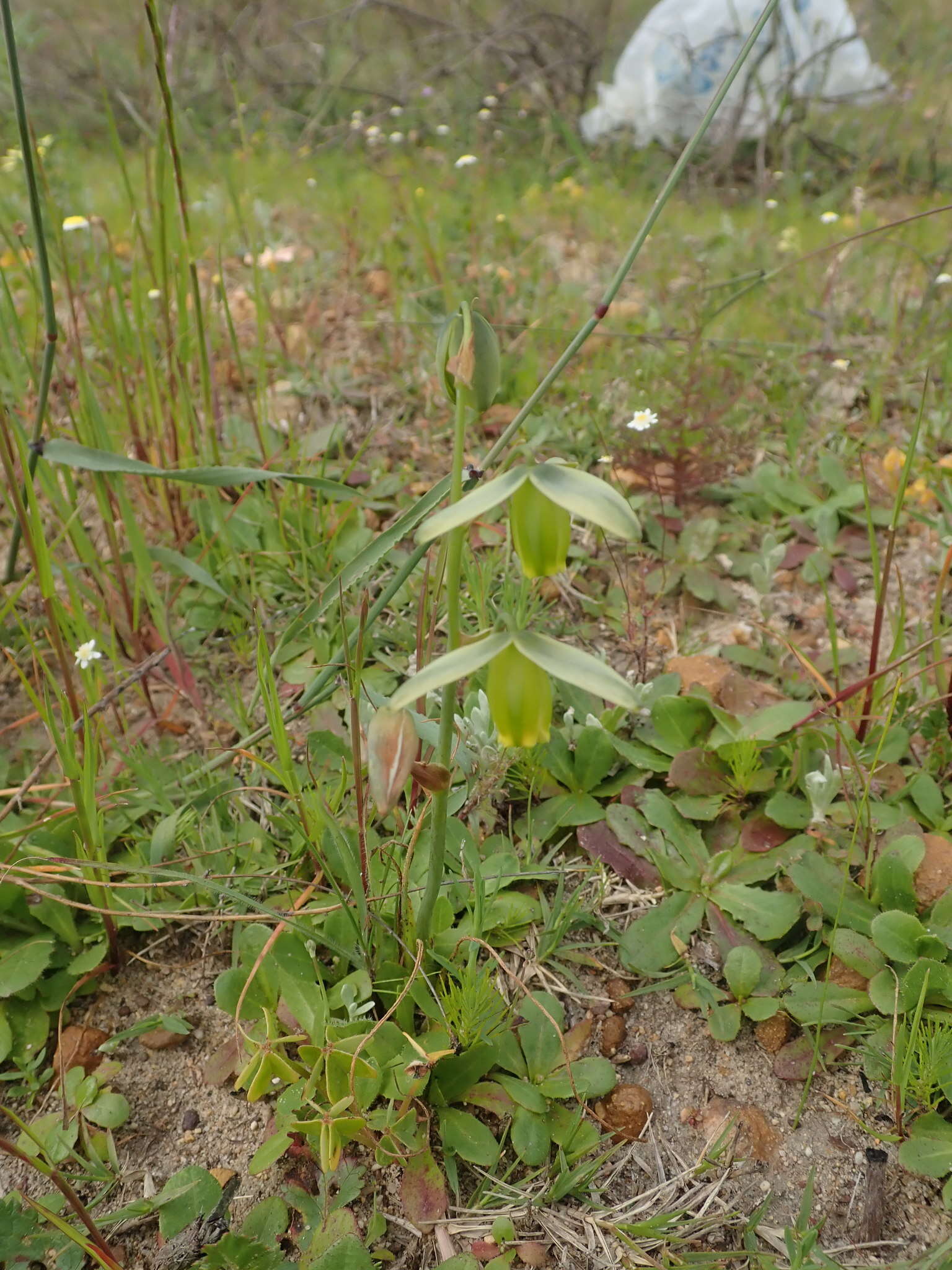 Image of Albuca acuminata Baker