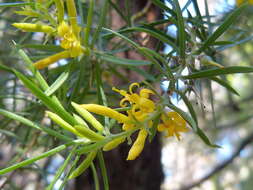 Imagem de Persoonia juniperina Labill.