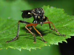 Image de Dioctria rufipes (Scopoli 1763)