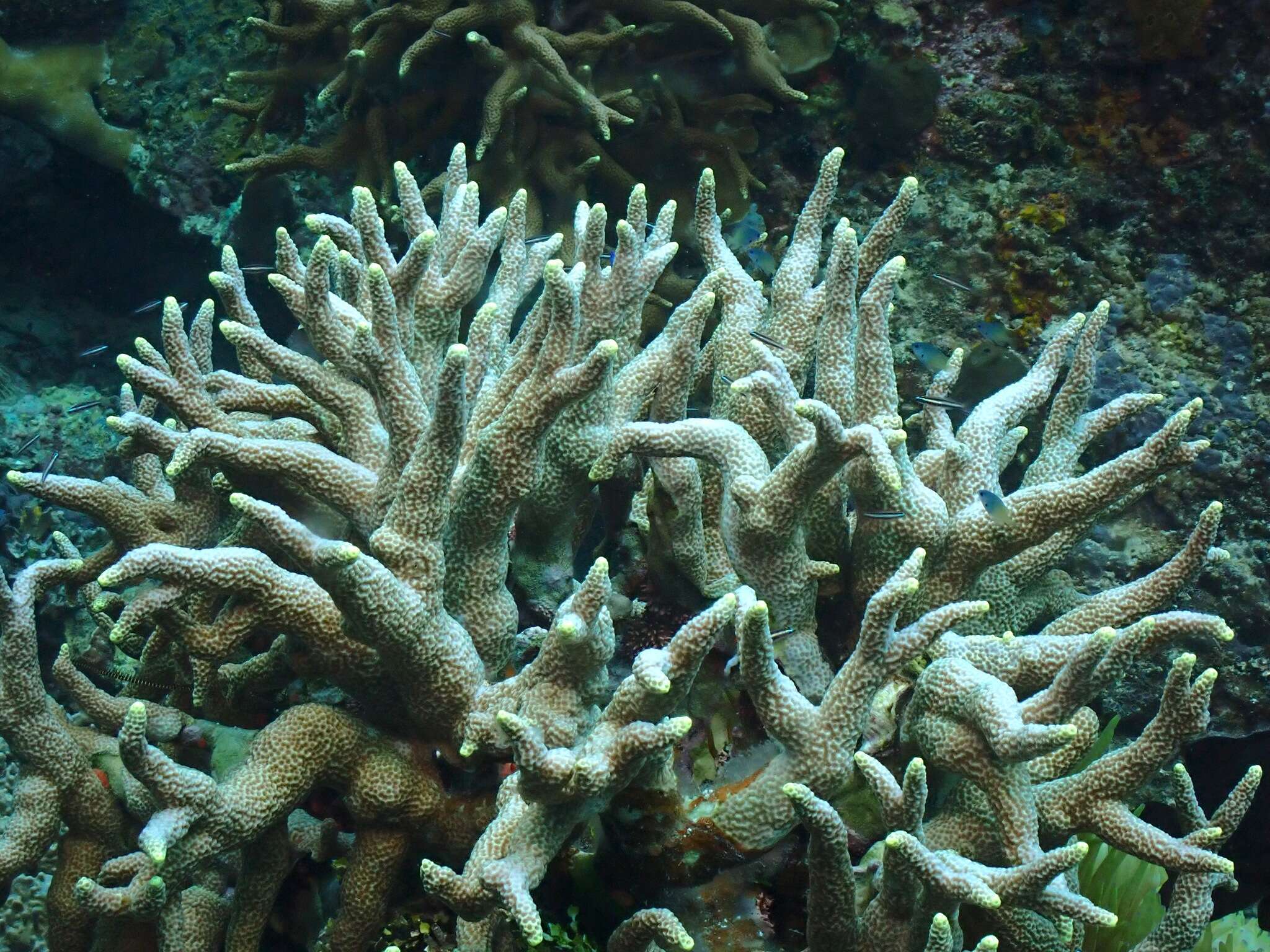 Image of hump coral