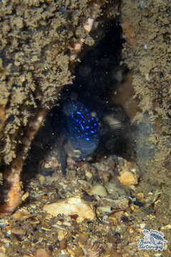 Image of Brazilian Damsel