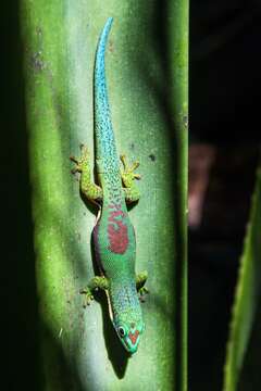 Plancia ëd Phelsuma lineata Gray 1842