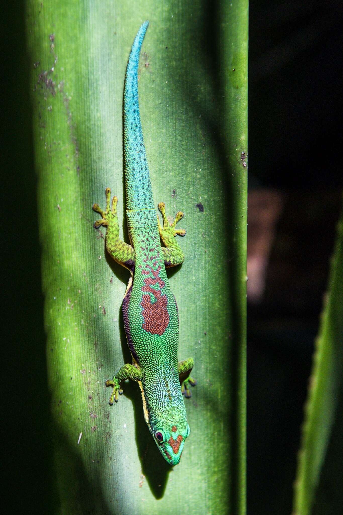 Image of Lined Day Gecko