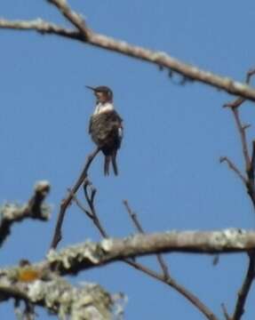 صورة Chaetocercus jourdanii (Bourcier 1839)