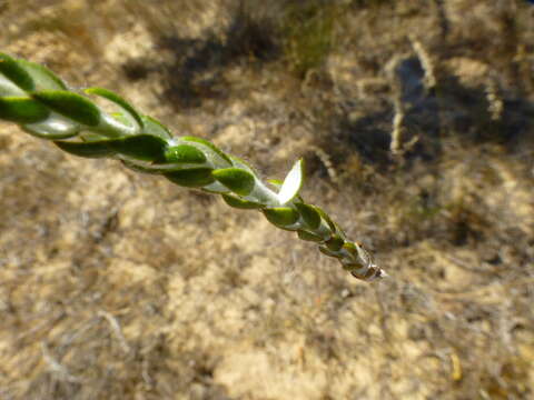 Sivun Lachnospermum imbricatum (Berg.) Hilliard kuva