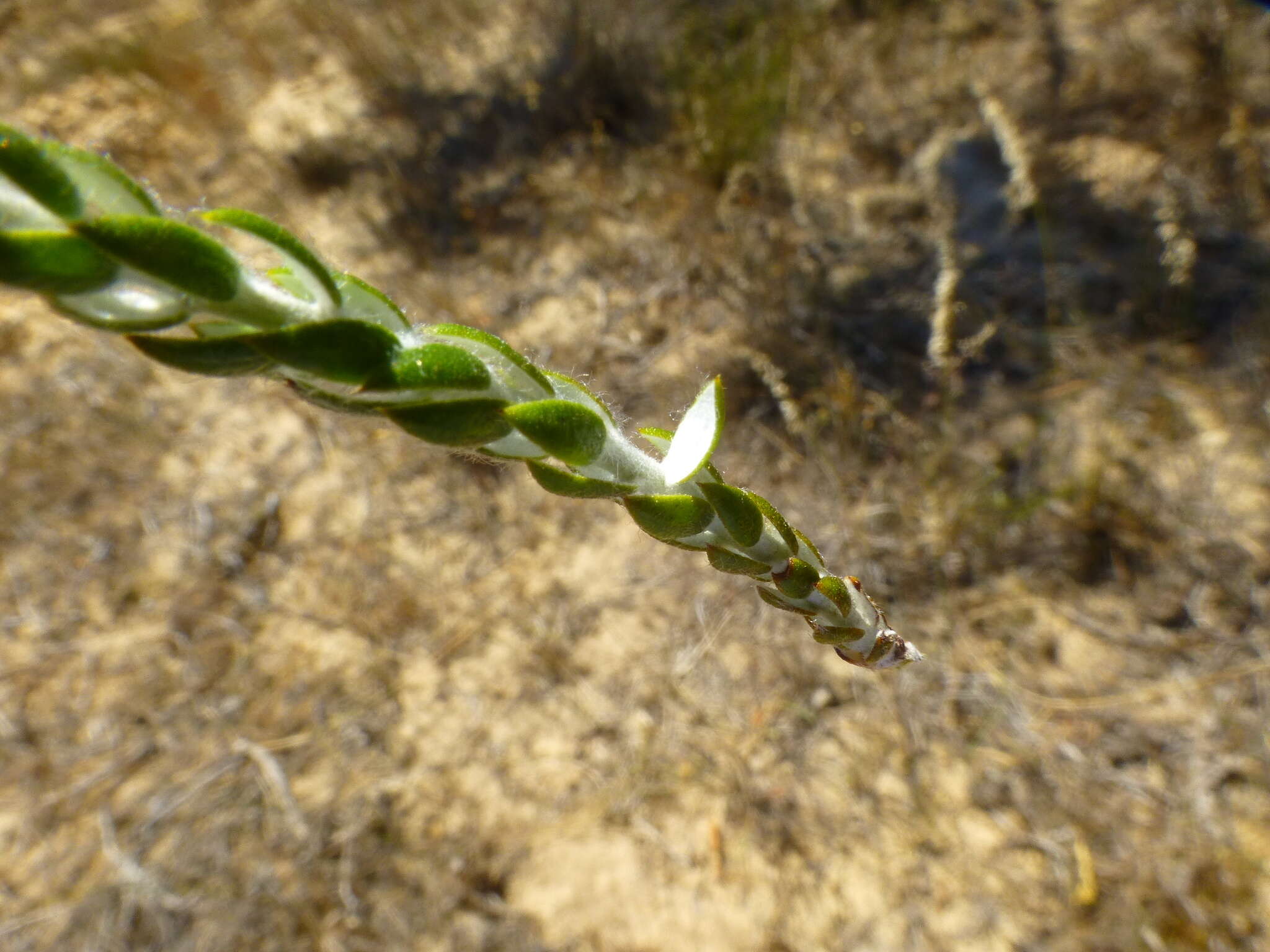 Слика од Lachnospermum imbricatum (Berg.) Hilliard