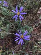 Image of largeflower aster