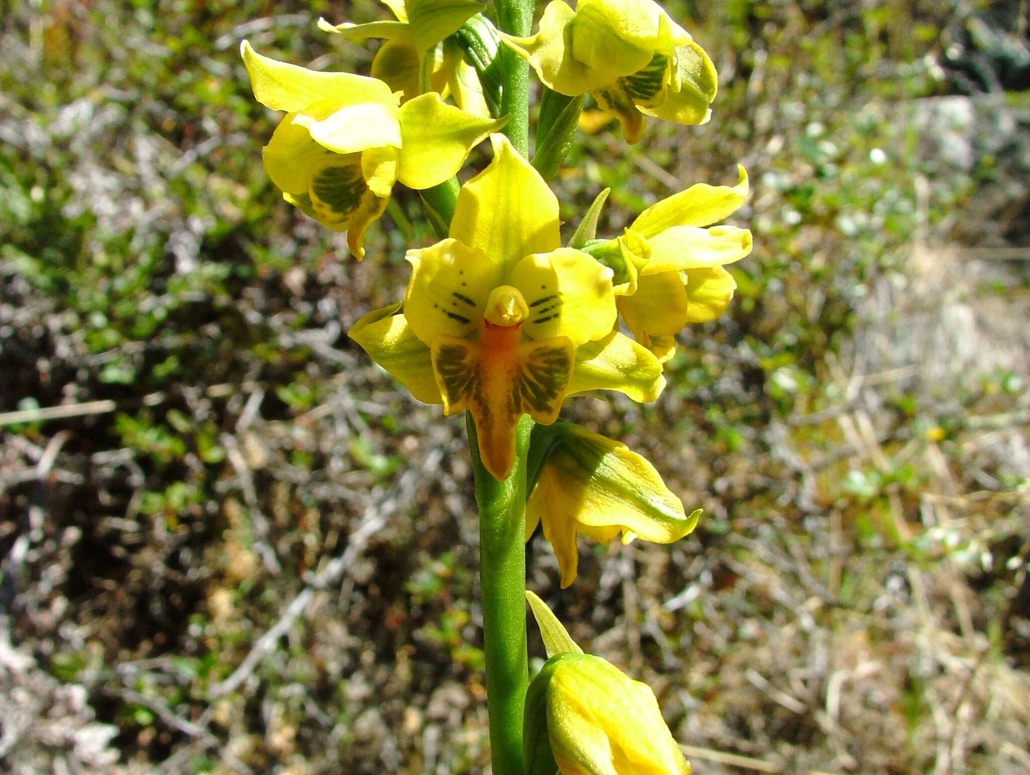 Image of Gavilea litoralis (Phil.) M. N. Correa