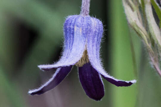 Image of hairy clematis