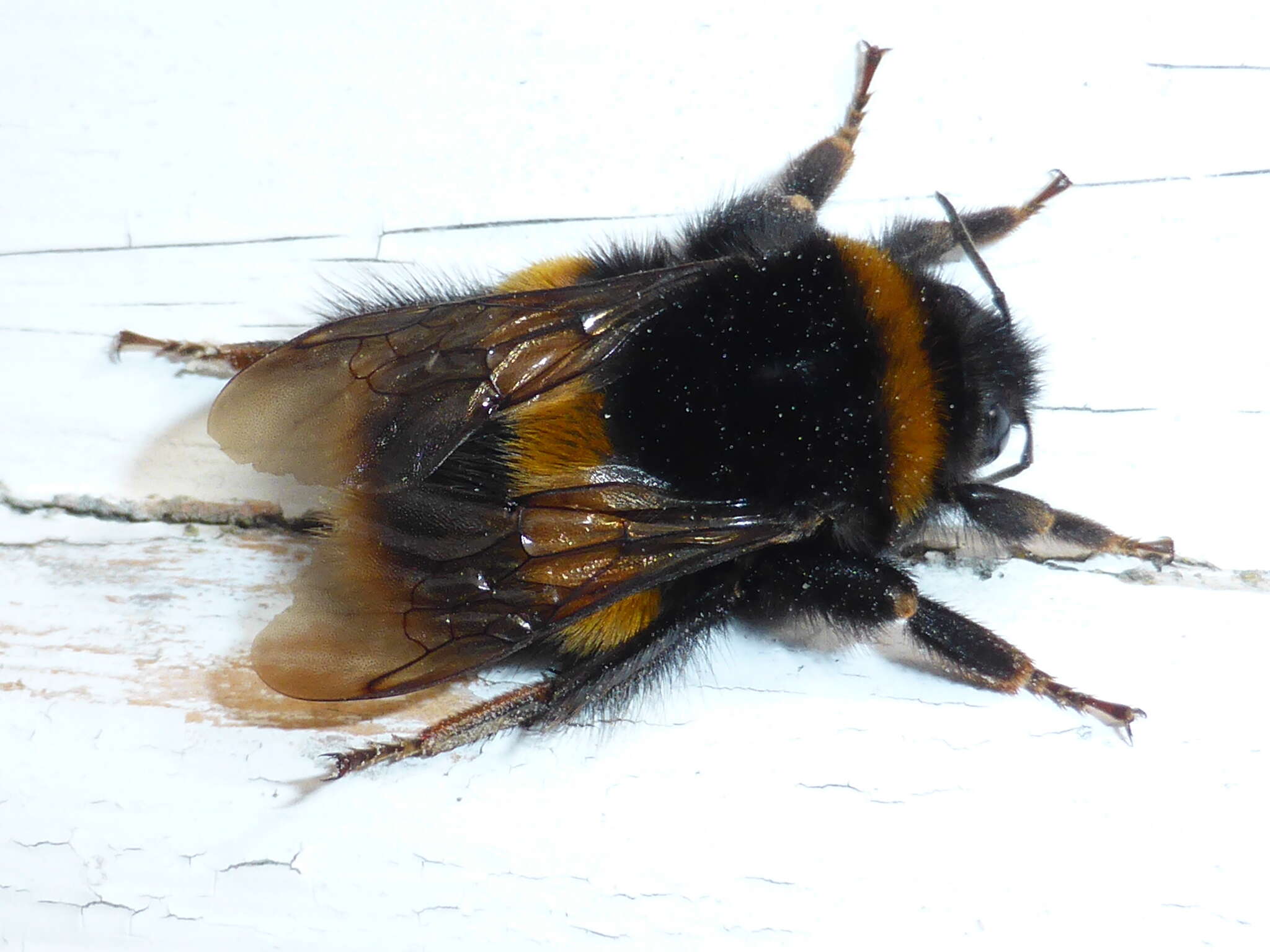 Image of Buff-tailed bumblebee