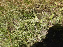 Image de Eryngium aristulatum Jepson