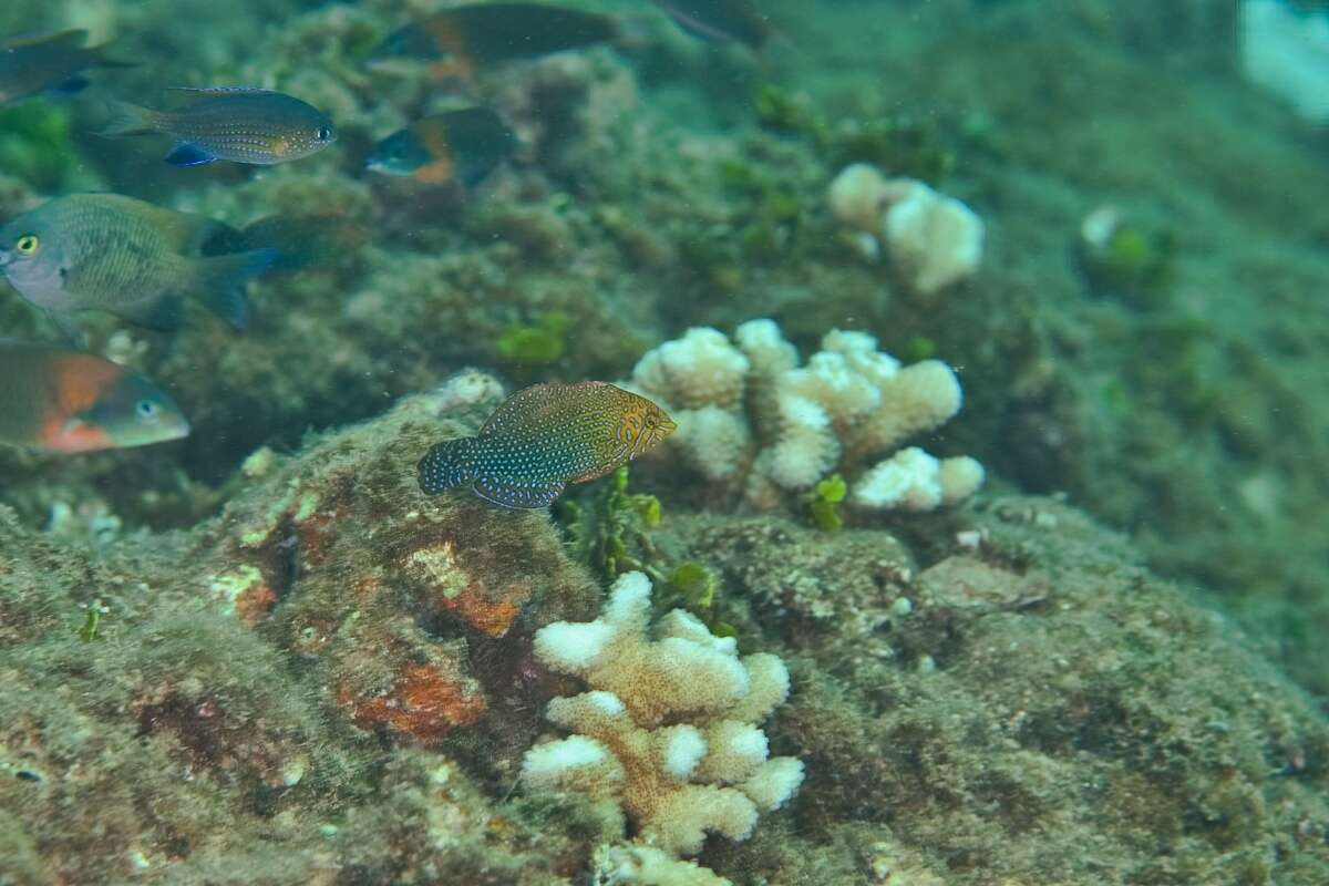 Image of Geoffroy's wrasse