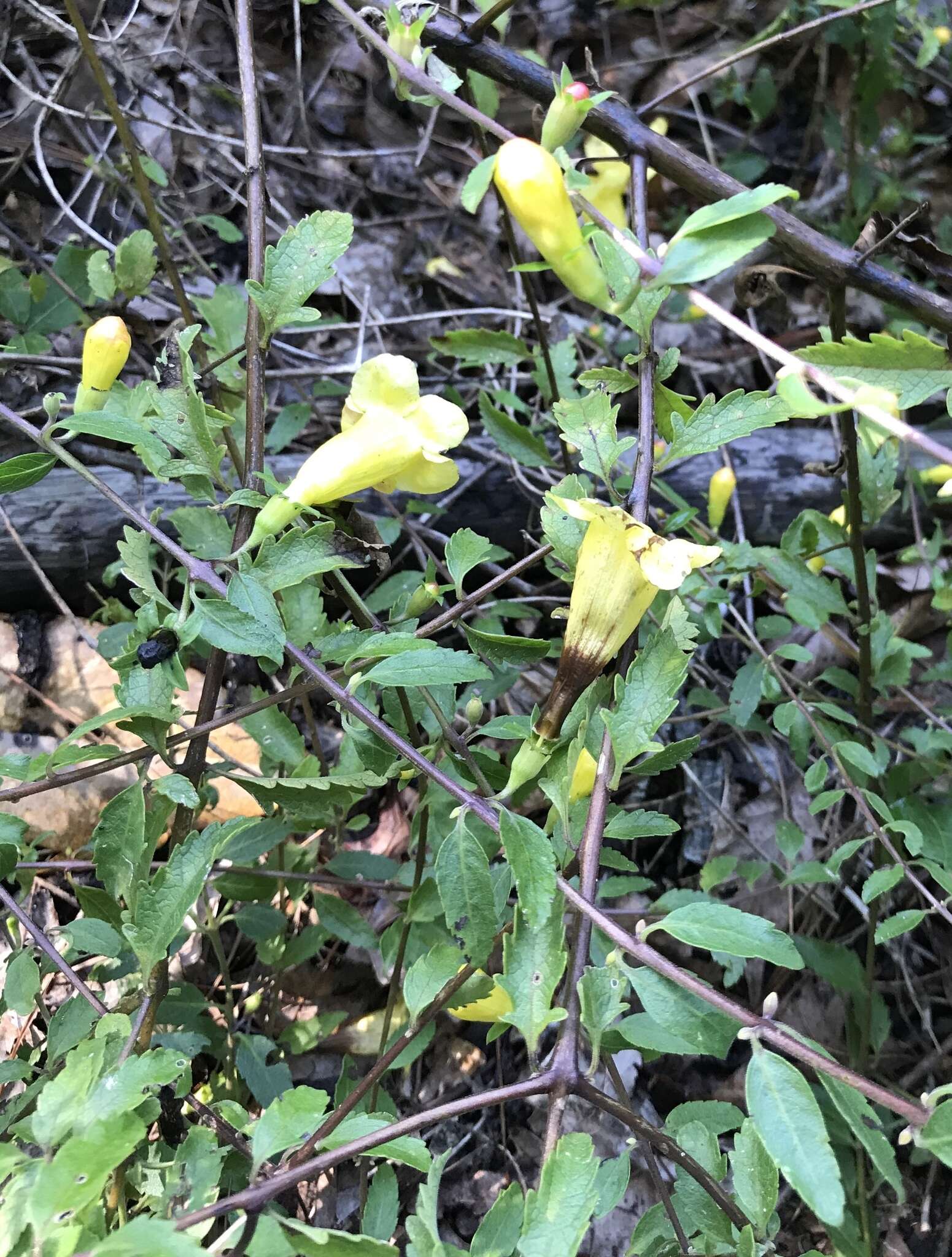 Image of largeflower yellow false foxglove