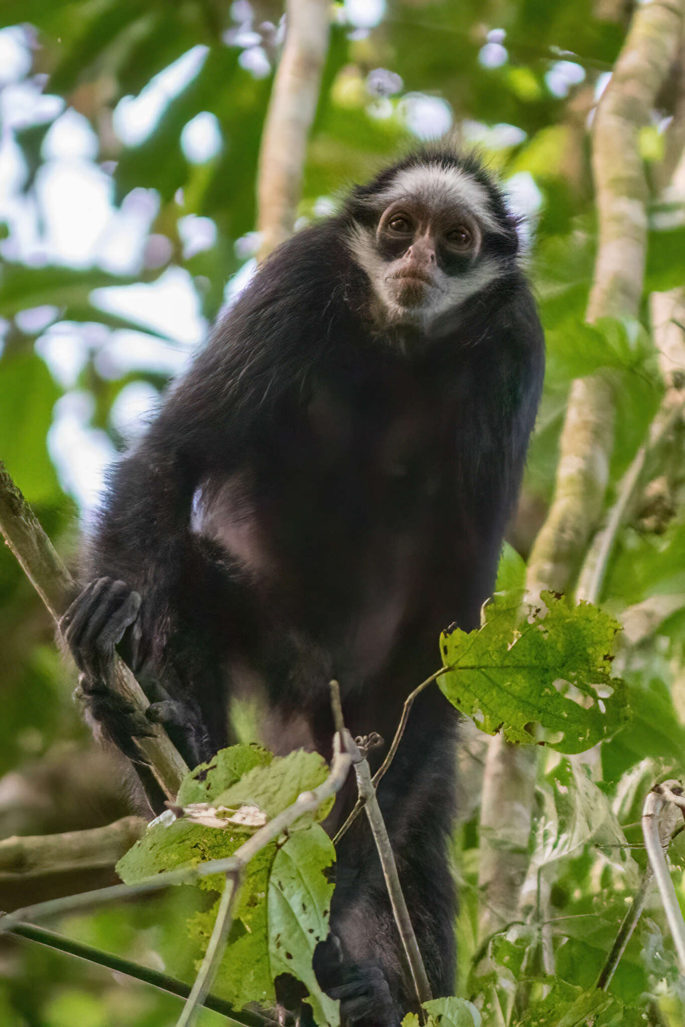 Слика од Ateles marginatus É. Geoffroy Saint-Hilaire 1809