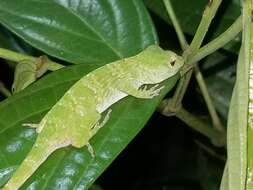 Imagem de Anolis biporcatus (Wiegmann 1834)