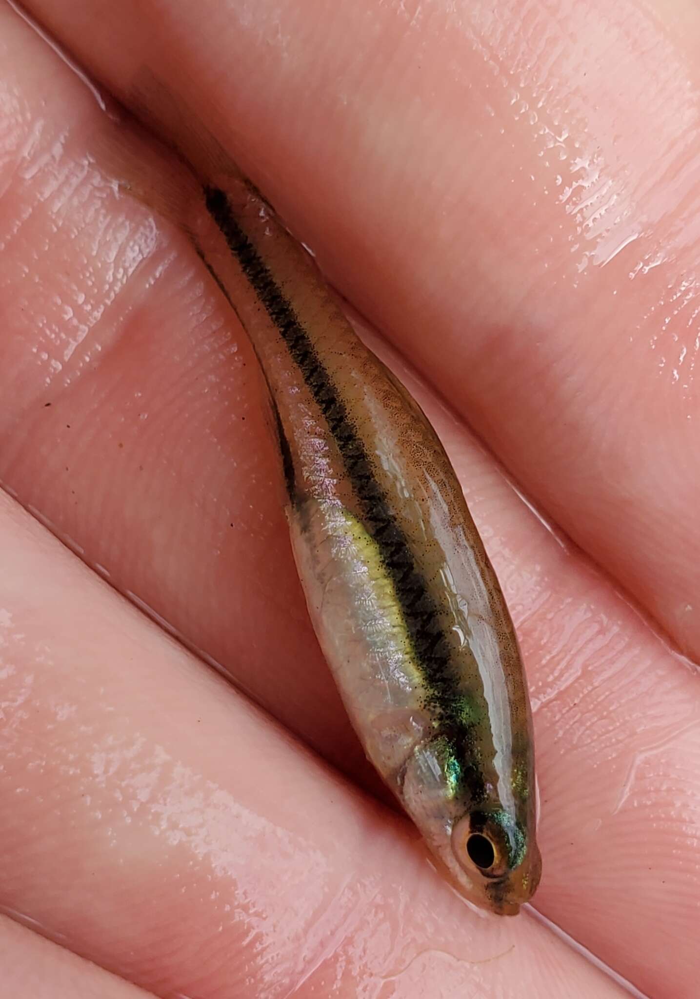 Image of Bluefin Killifish