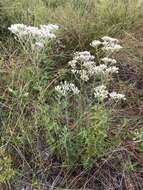 Image of waxy thoroughwort