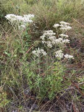 Plancia ëd Eupatorium linearifolium Walt.