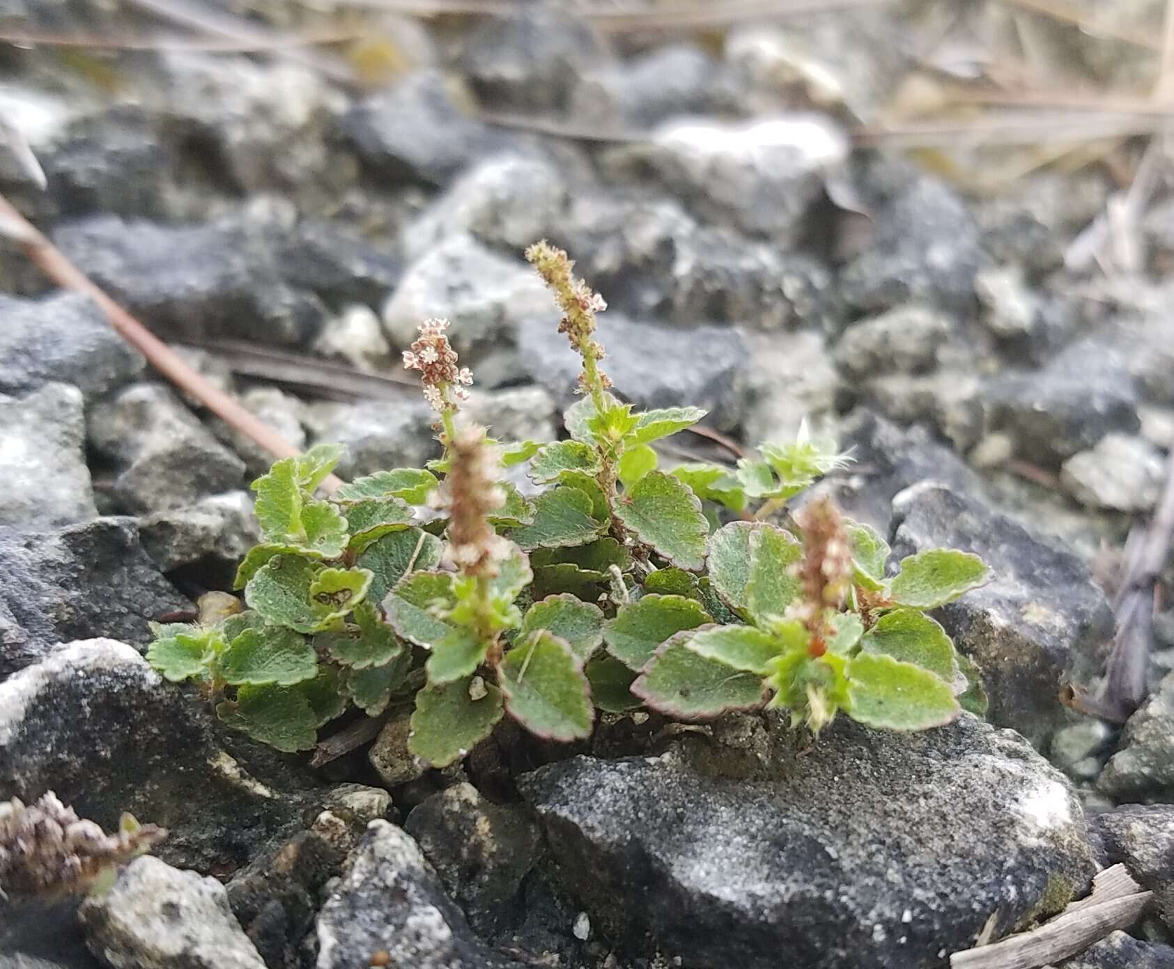 Imagem de Acalypha chamaedrifolia (Lam.) Müll. Arg.