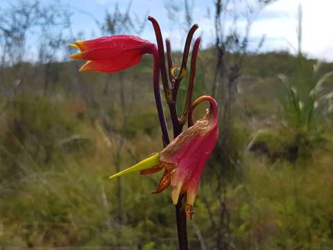 Image of Blandfordia grandiflora R. Br.