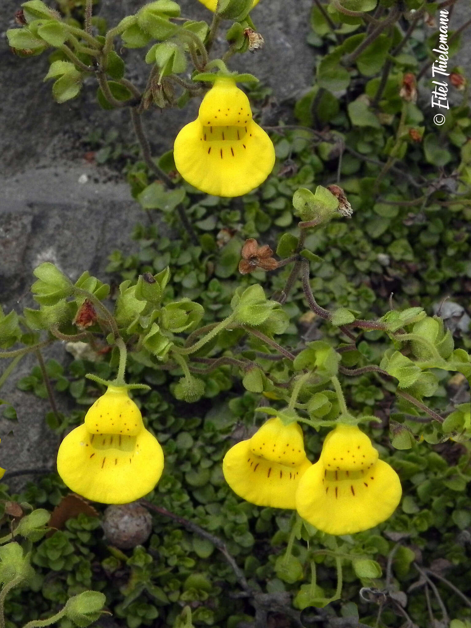 Image of Calceolaria tenella Poepp. & Endl.