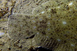 Image of Egyptian sole