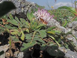 Image of Centaurea raphanina subsp. raphanina