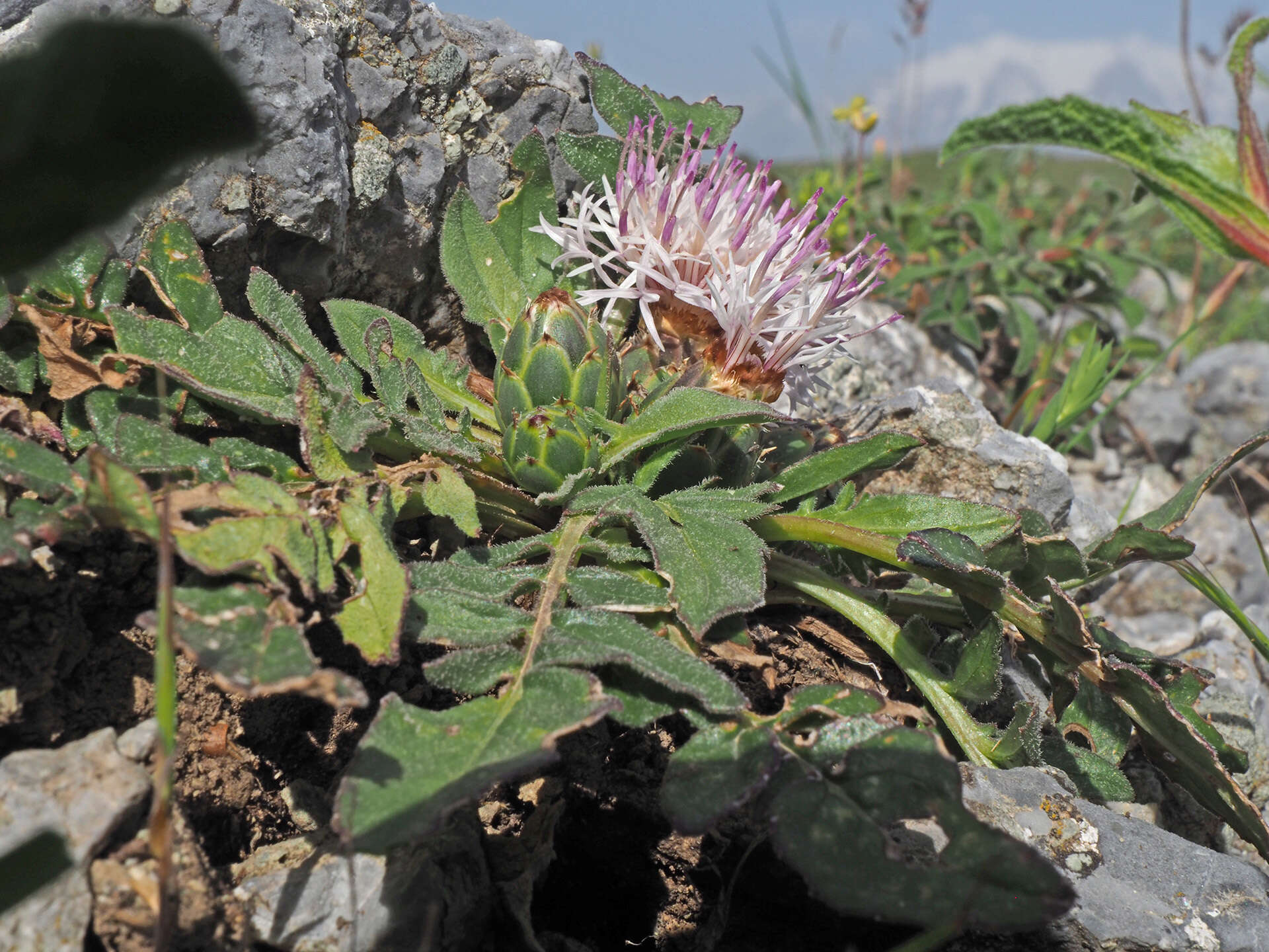 Image of Centaurea raphanina subsp. raphanina