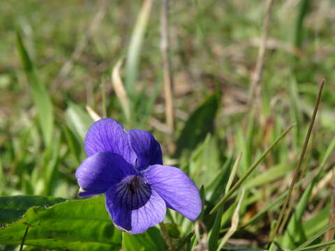 Image of Early Blue (Hook) Violet