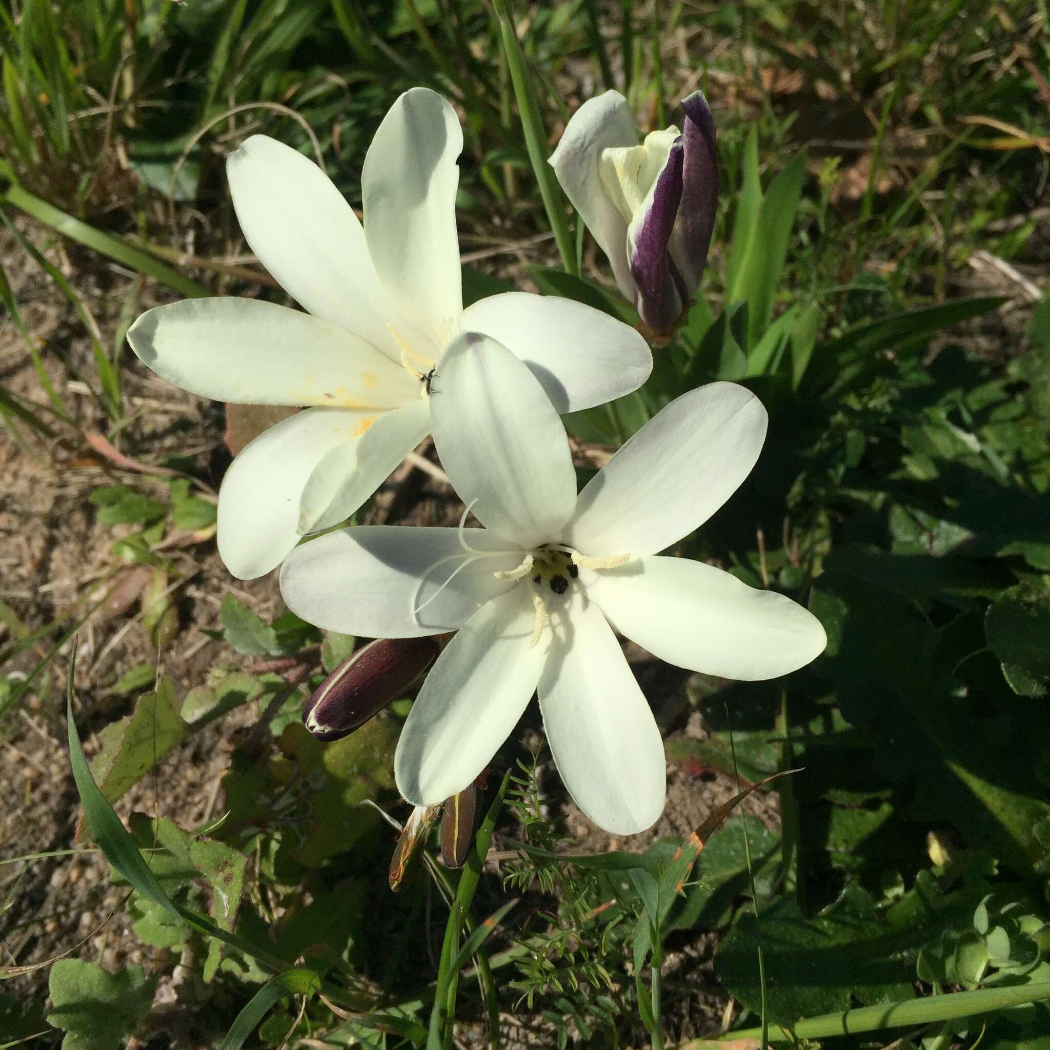 Image of Sparaxis grandiflora subsp. fimbriata (Lam.) Goldblatt