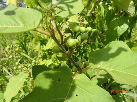 Imagem de Solanum torvum Swartz