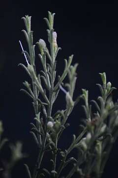 صورة Eremophila scoparia (R. Br.) F. Muell.