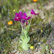 Image of Lapeirousia silenoides (Jacq.) Ker Gawl.