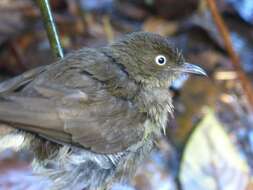 Image of Cream-vented Bulbul