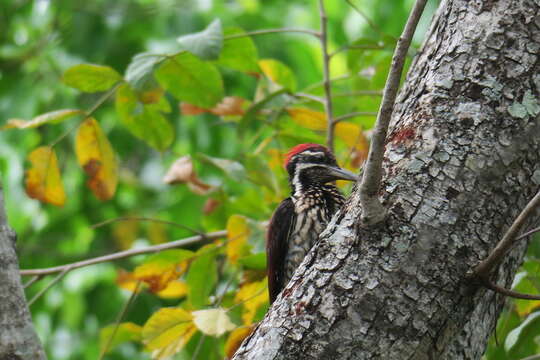 Image of Lesser Crimson-backed Flameback