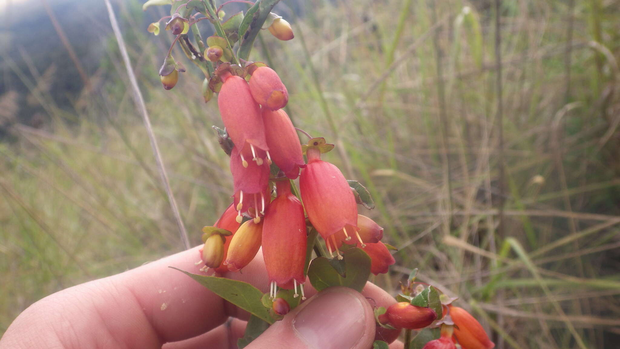 Image of Halleria ligustrifolia Baker