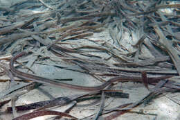 Image of Fringed-lipped snake-eel