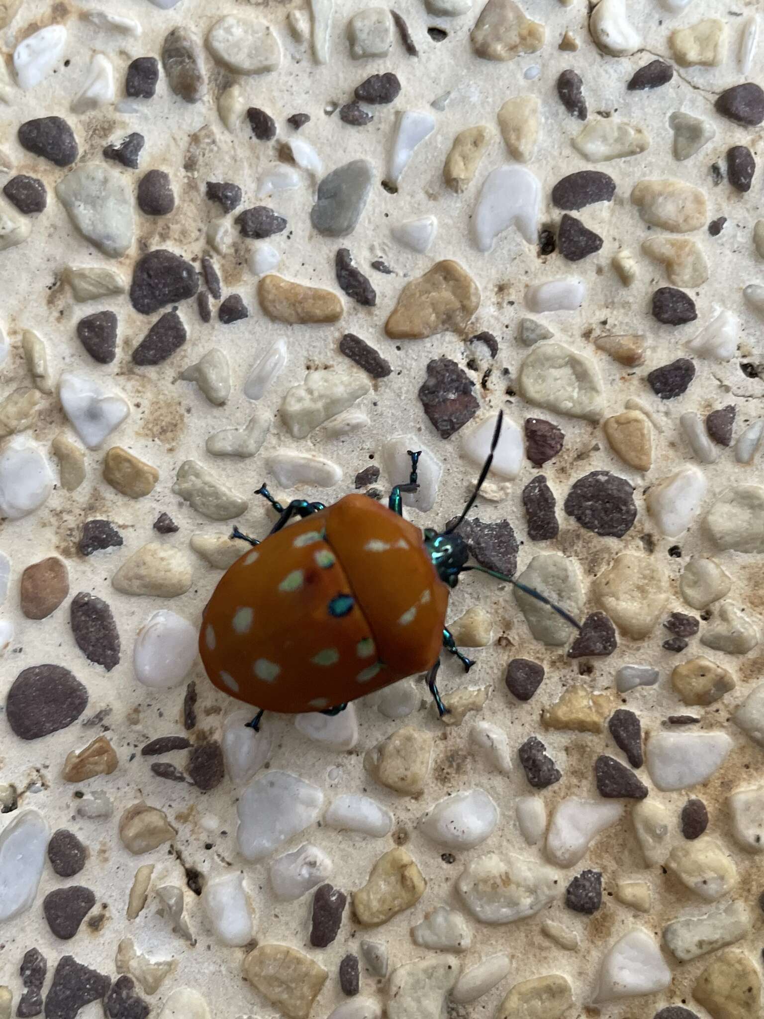 Слика од <i>Poecilocoris druraei</i>