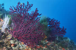 Image of chameleon sea fan