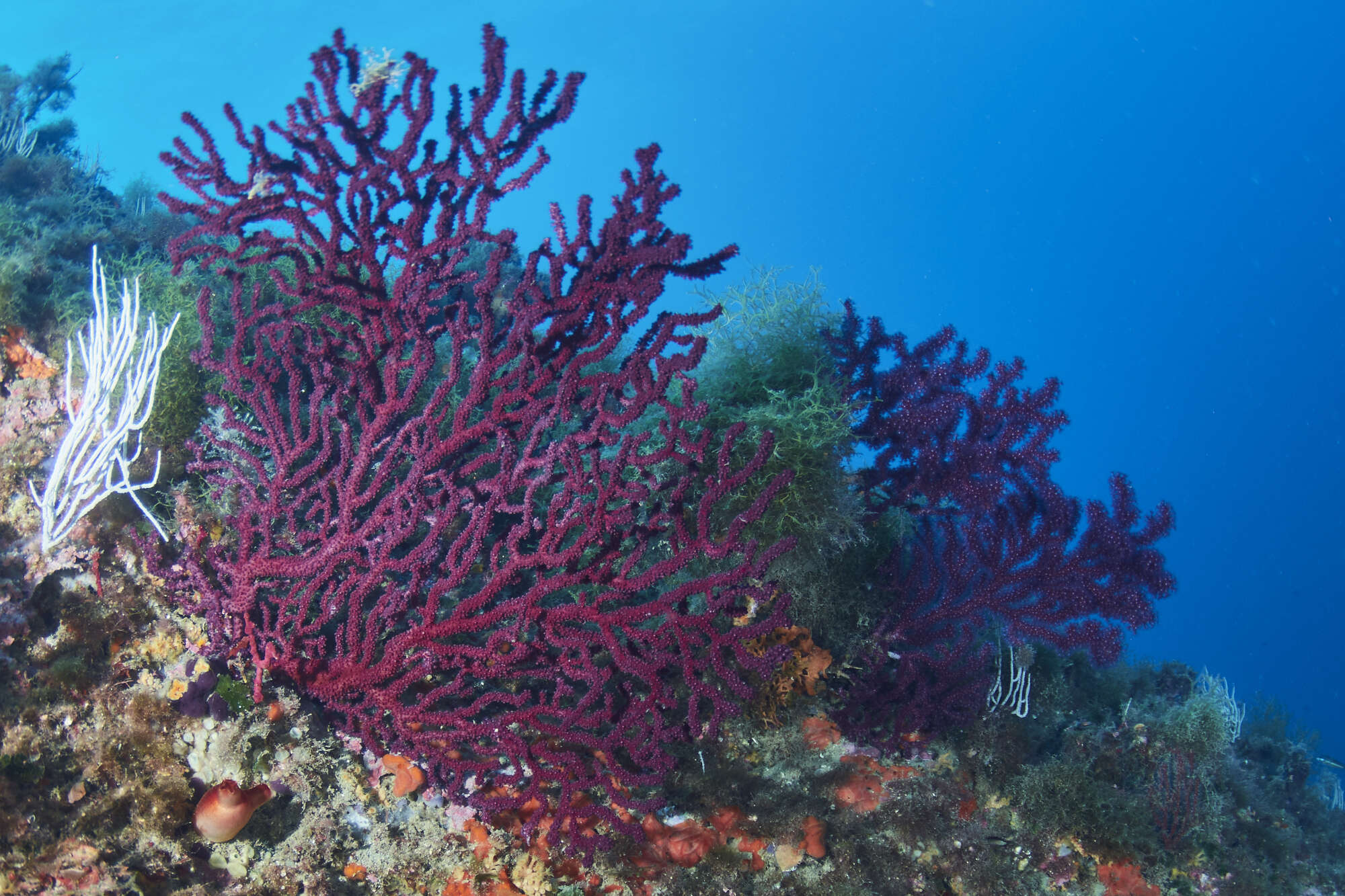 Image of chameleon sea fan