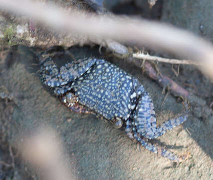 Image of Goniopsis pulchra (Lockington 1877)