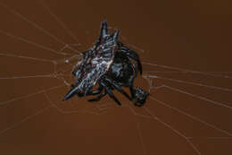 Image of Doria's Spiny Spider