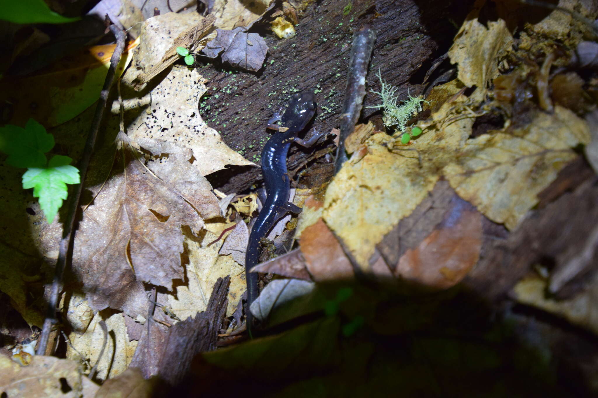 Image of Red-legged Salamander