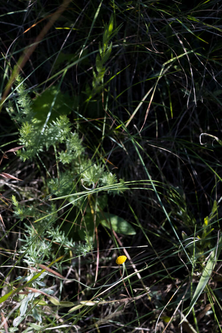 Image of Cotula hispida (DC.) Harv.