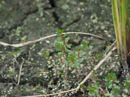 Image of Indian toothcup